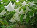 Daturas,moon flowers,devils food,devils trumpet,oil plant,mad apple,thorn apple